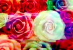 Artizani de colecție – LĂCRĂMIOARA ANTON manufacturează flori gigant, unicatArtizani de colecție –