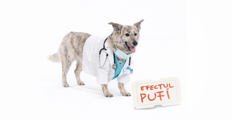 Efectul Pufi